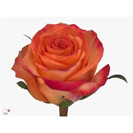 Vrtnica Favourite c2802