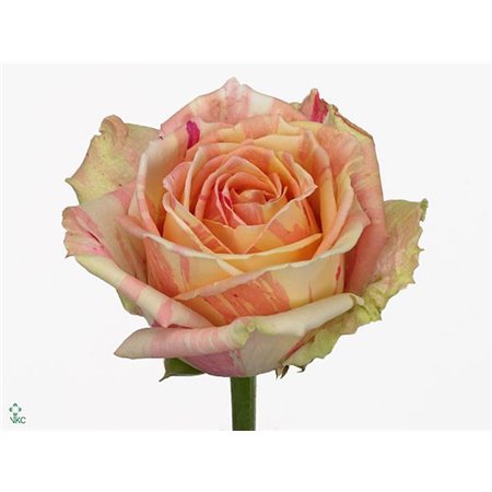 Vrtnica Fiesta c2804