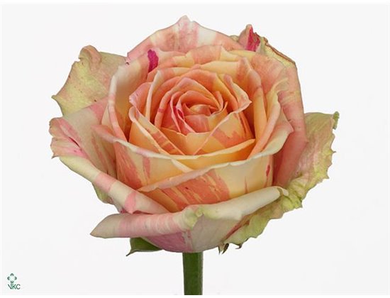 Vrtnica Fiesta Box c2806