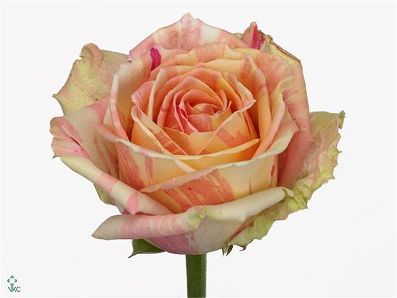 Vrtnica Fiesta Box c2806