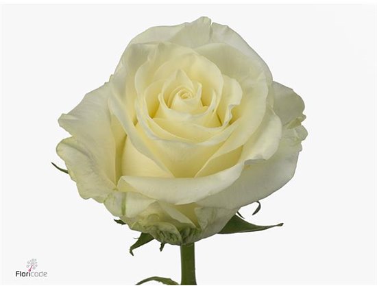 Vrtnica First Lady c2807