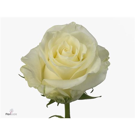 Vrtnica First Lady c2807