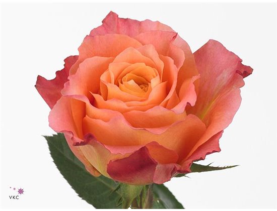 Vrtnica Free Spirit Box c2817