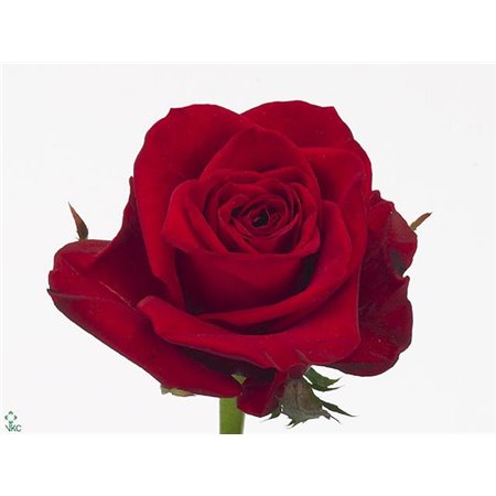 Vrtnica Freedom c2818