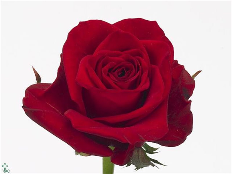 Vrtnica Freedom c2822