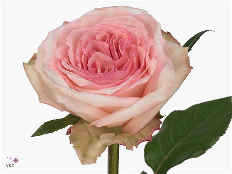 Vrtnica Gar Pink Ohara c2840