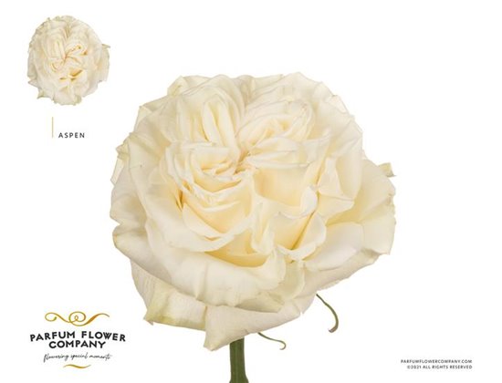 Vrtnica Garden Aspen c2843