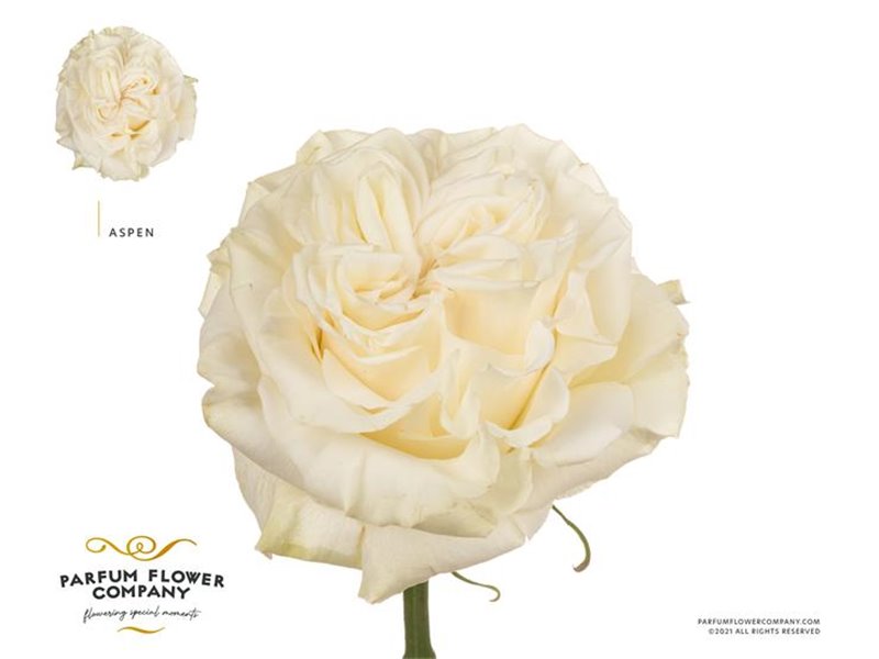 Vrtnica Garden Aspen c2843