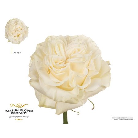 Vrtnica Garden Aspen c2843