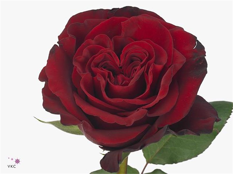 Vrtnica Garden Hearts c2848