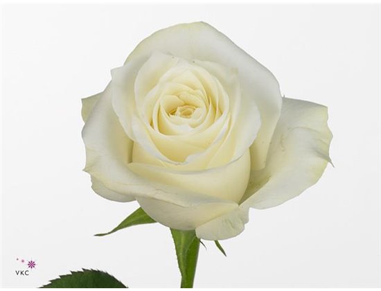 Vrtnica Garden Princess Crown c2854