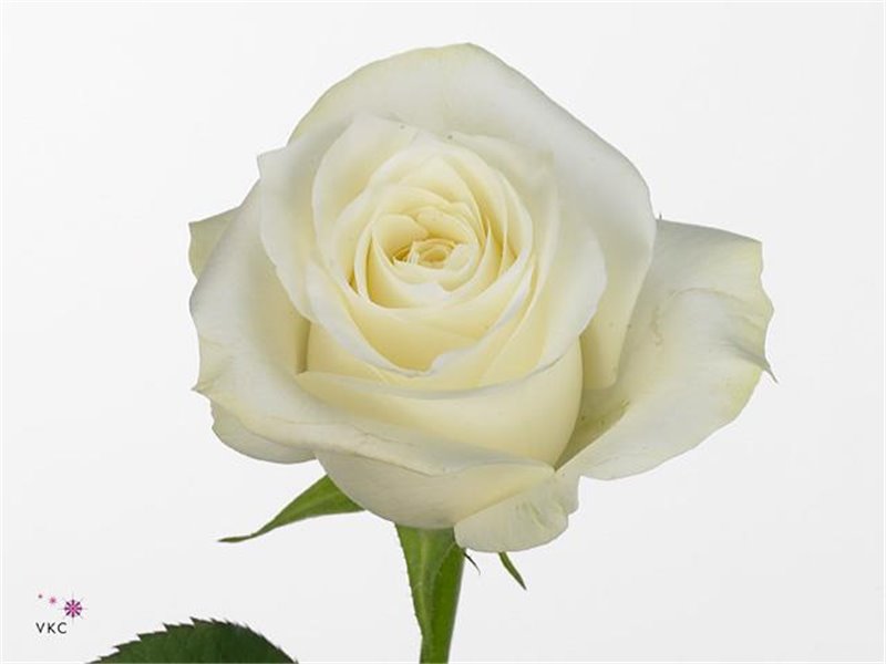 Vrtnica Garden Princess Crown c2854