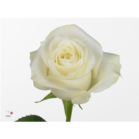 Vrtnica Garden Princess Crown c2854