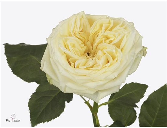 Vrtnica Garden Wedding Spirit c2856