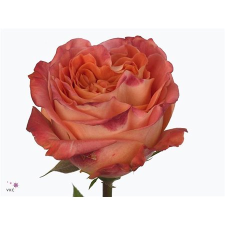 Vrtnica Garden Wild Spirit c2857