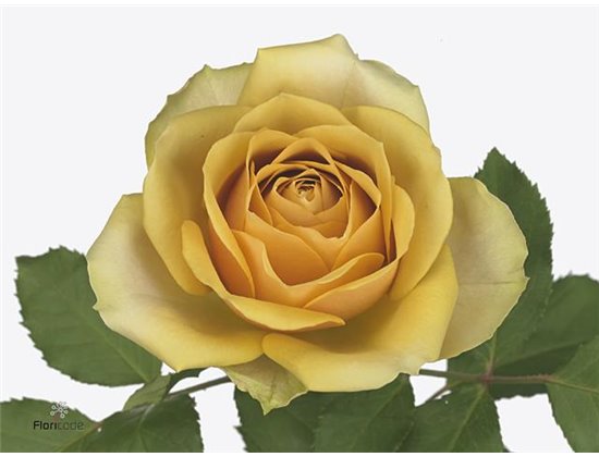 Vrtnica Golden Mustard c2858