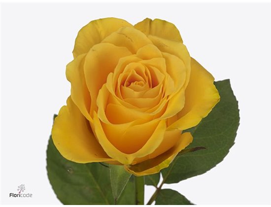 Vrtnica Golden Mustard c2859