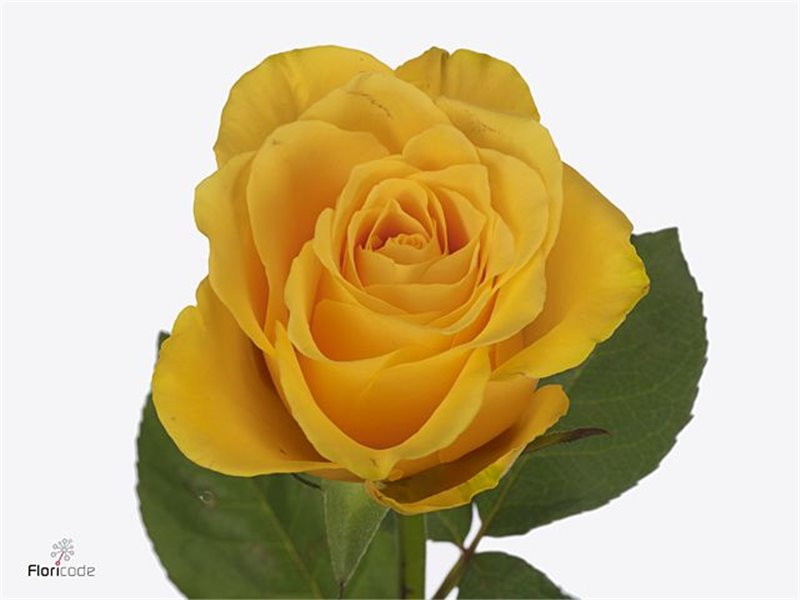 Vrtnica Golden Mustard c2859