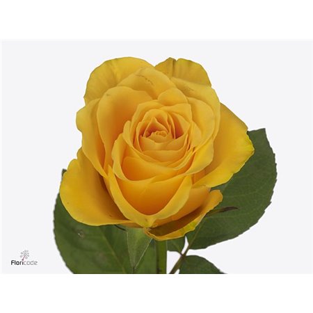 Vrtnica Golden Mustard c2859