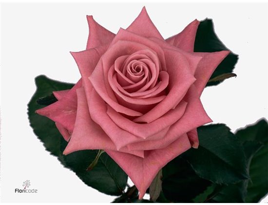 Vrtnica Gotcha c2864