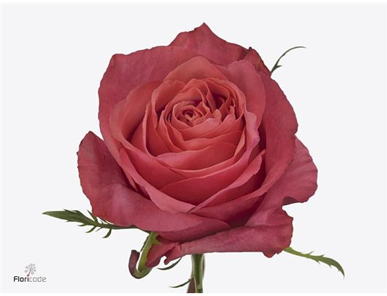 Vrtnica Hard Rock c2866