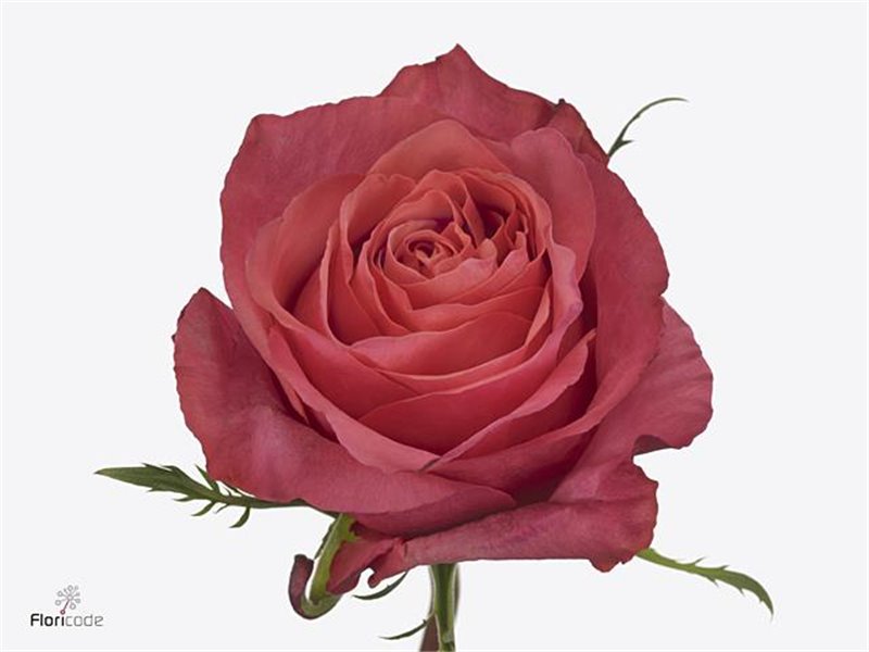 Vrtnica Hard Rock c2866