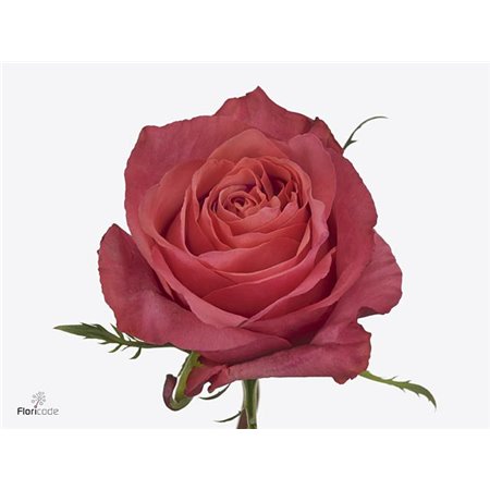 Vrtnica Hard Rock c2866