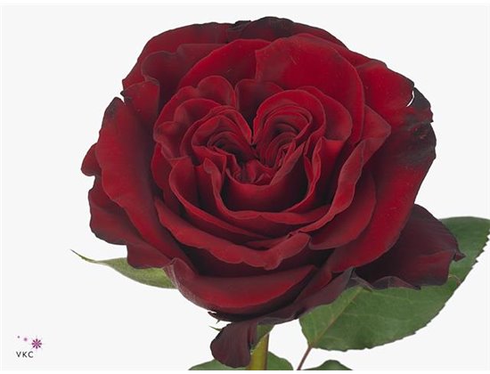 Vrtnica Hearts c2871