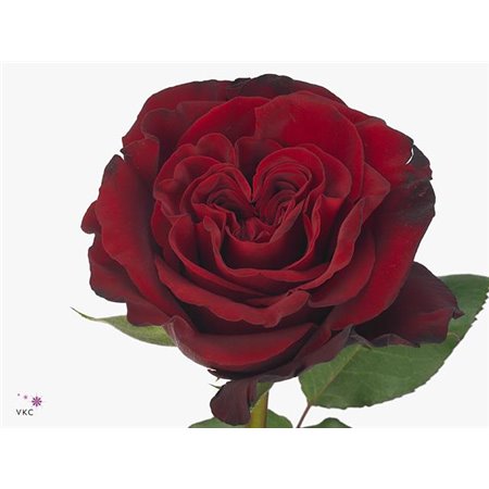 Vrtnica Hearts c2871