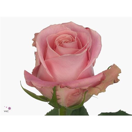 Vrtnica Hermosa Box c2880