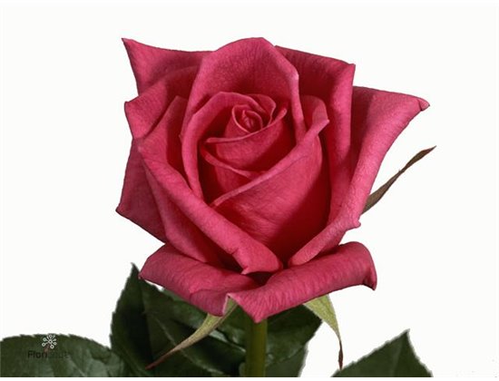 Vrtnica Jacaranda c2890