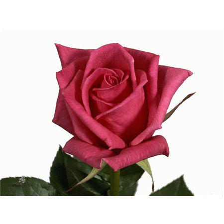 Vrtnica Jacaranda c2890