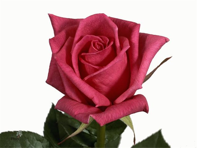 Vrtnica Jacaranda c2891