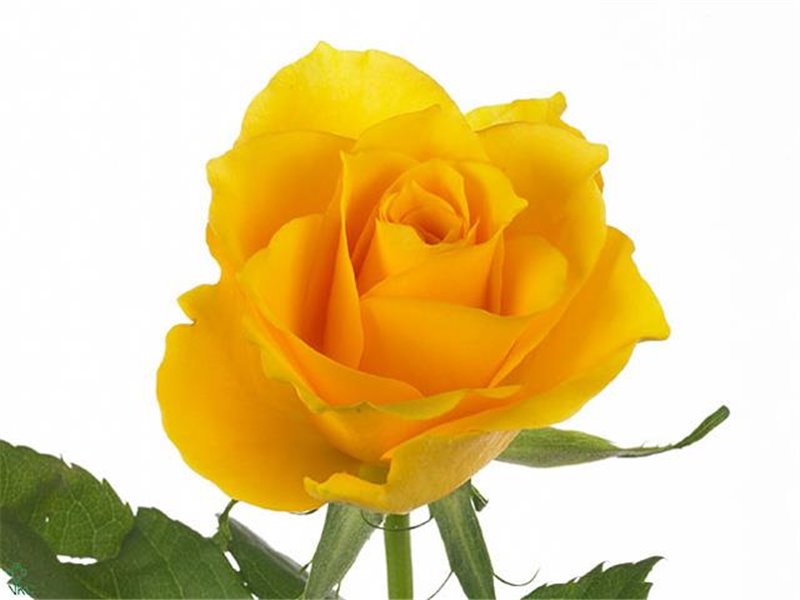 Vrtnica Jet Set c2893