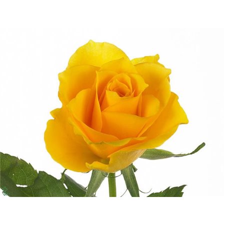 Vrtnica Jet Set c2893