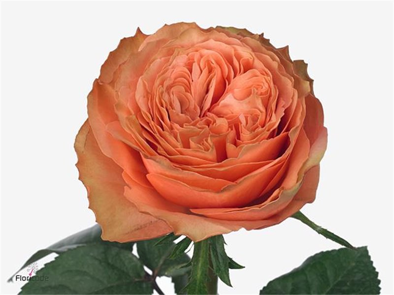 Vrtnica Kahala c2903