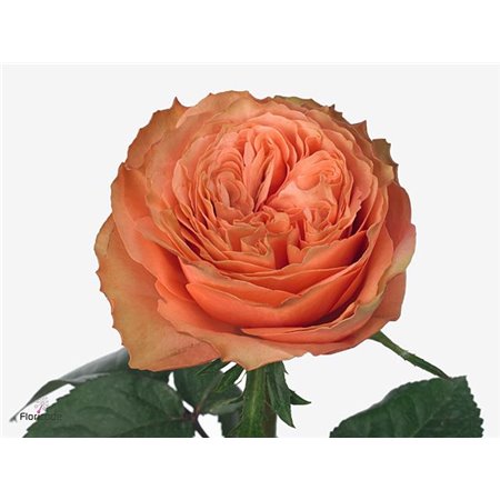 Vrtnica Kahala Box c2905