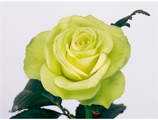 Vrtnica Lemonade c2914