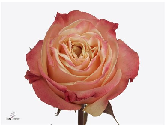 Vrtnica Lovely Hearts c2927