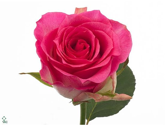 Vrtnica Malibu c2930