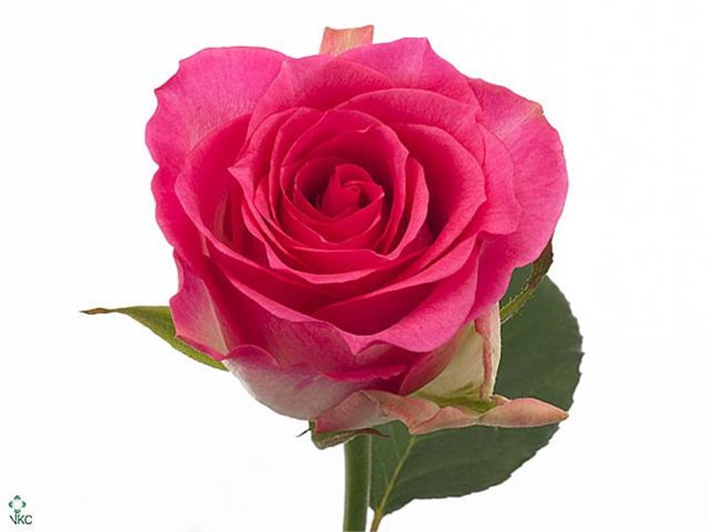 Vrtnica Malibu c2930