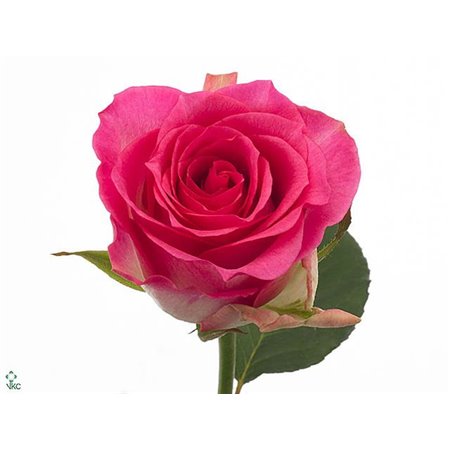 Vrtnica Malibu c2930