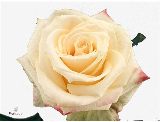 Vrtnica Mama Mia c2932