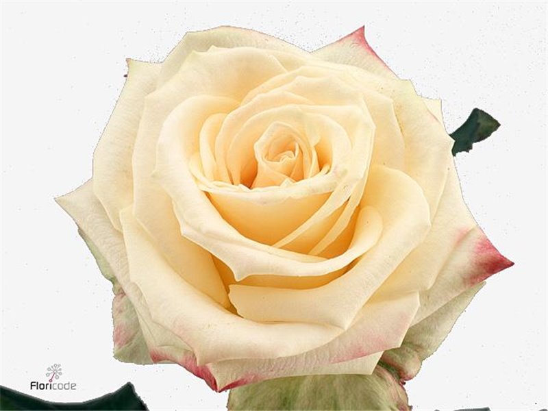 Vrtnica Mamma Mia c2934