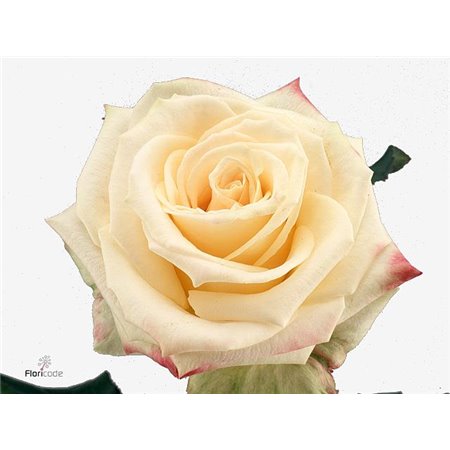 Vrtnica Mamma Mia c2935