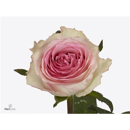 Vrtnica Mandala c2946