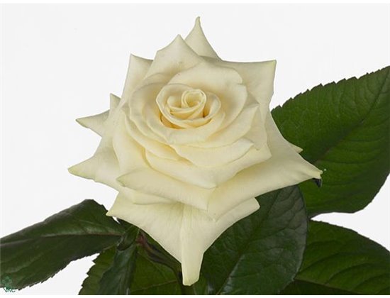 Vrtnica Mondial 70cm c2976