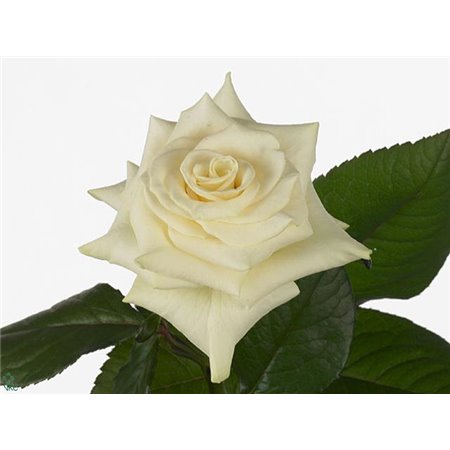 Vrtnica Mondial 70cm c2976