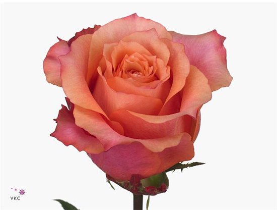 Vrtnica Mother Of Pearls c2988