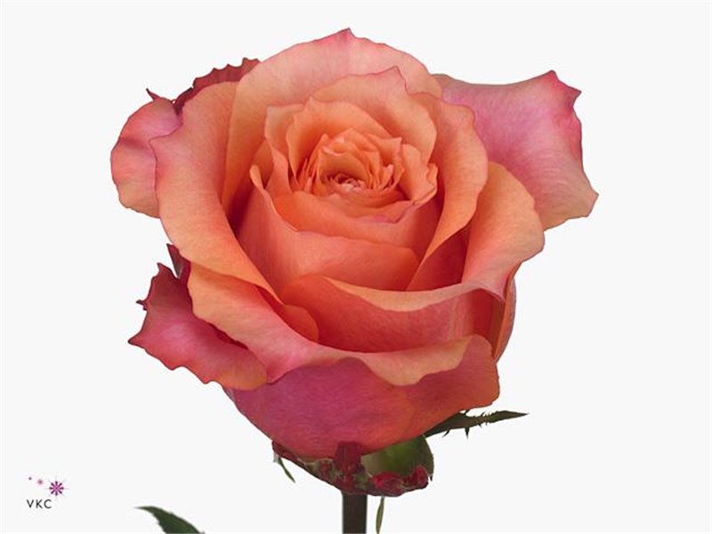 Vrtnica Mother Of Pearls c2988